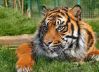tiger_in_zoo.jpg