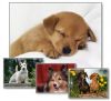various_puppys.jpg