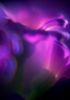 purple_flower3.jpg