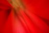 red_flower2.jpg